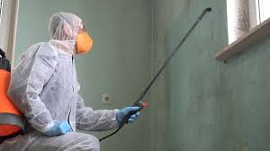 Best Basement Mold Removal  in , NY